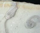 Awesome Crawfordsville Crinoid Association - Species #12836-3